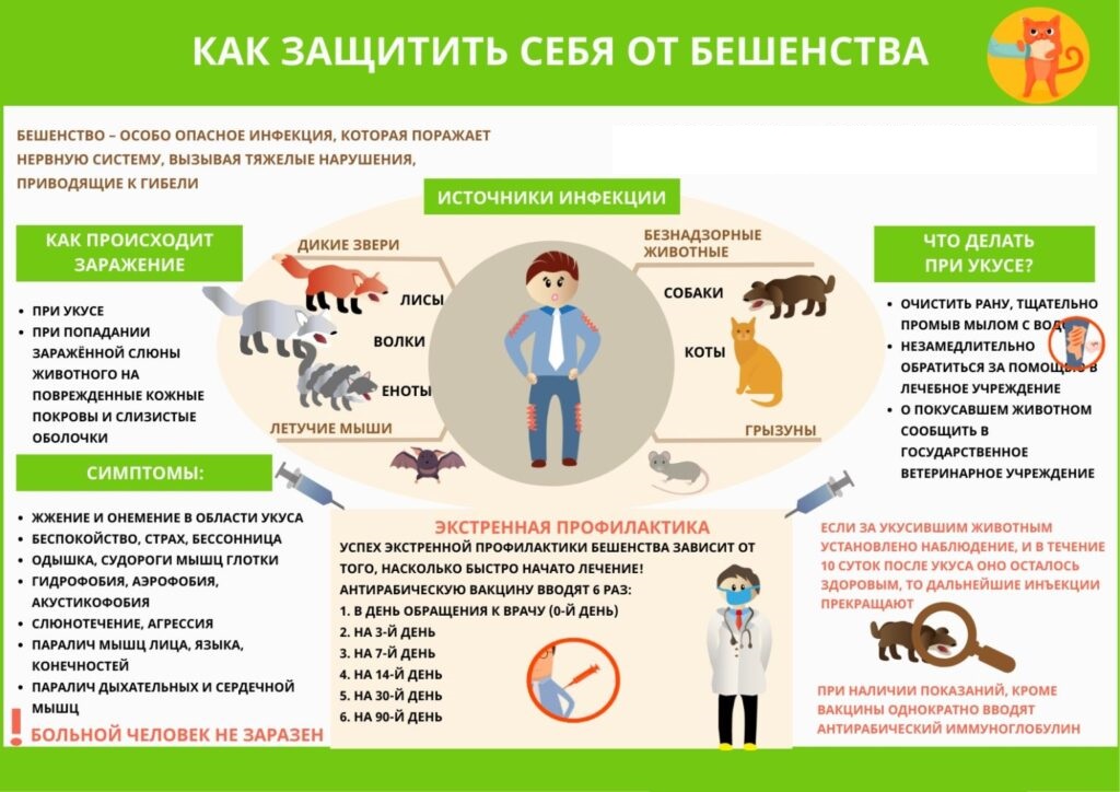 Всемирный день борьбы против бешенства